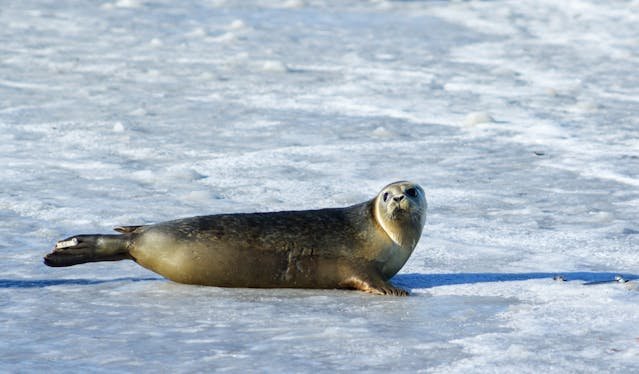 L’Arctique Canadien